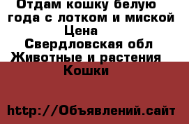 Отдам кошку белую 2 года с лотком и миской › Цена ­ 1 - Свердловская обл. Животные и растения » Кошки   